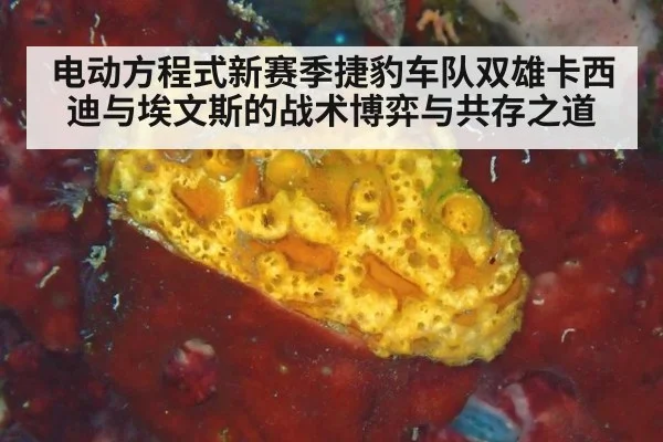 电动方程式新赛季捷豹车队双雄卡西迪与埃文斯的战术博弈与共存之道